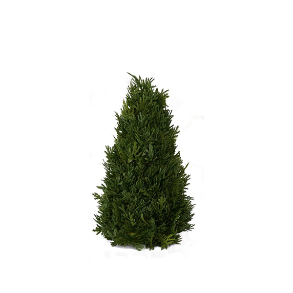 Cypress Cone Tree 33cm