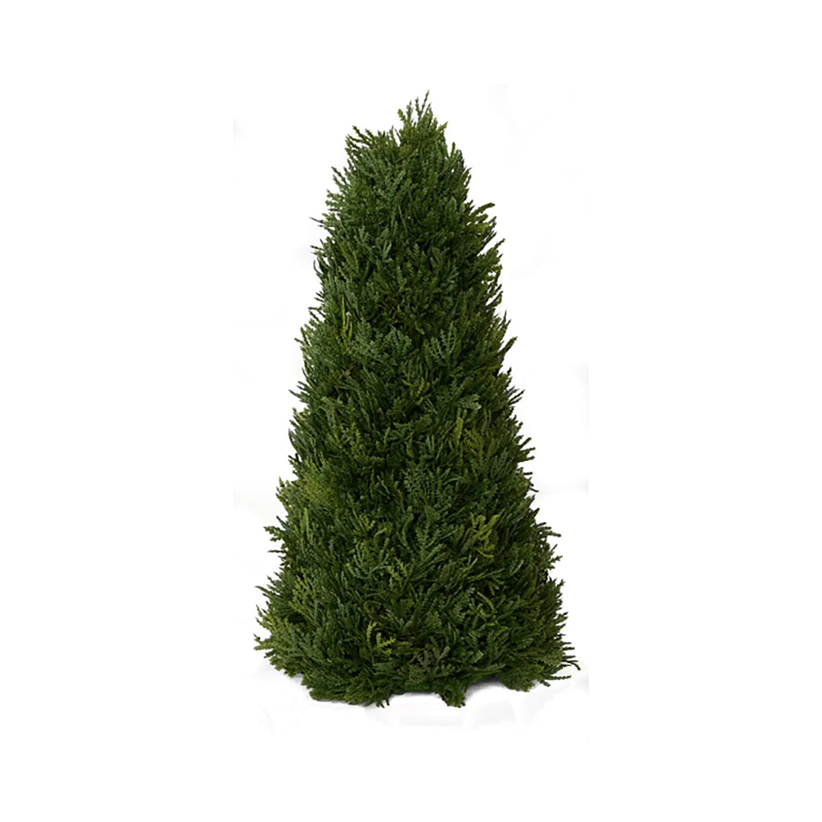 Cypress Cone Tree 43cm