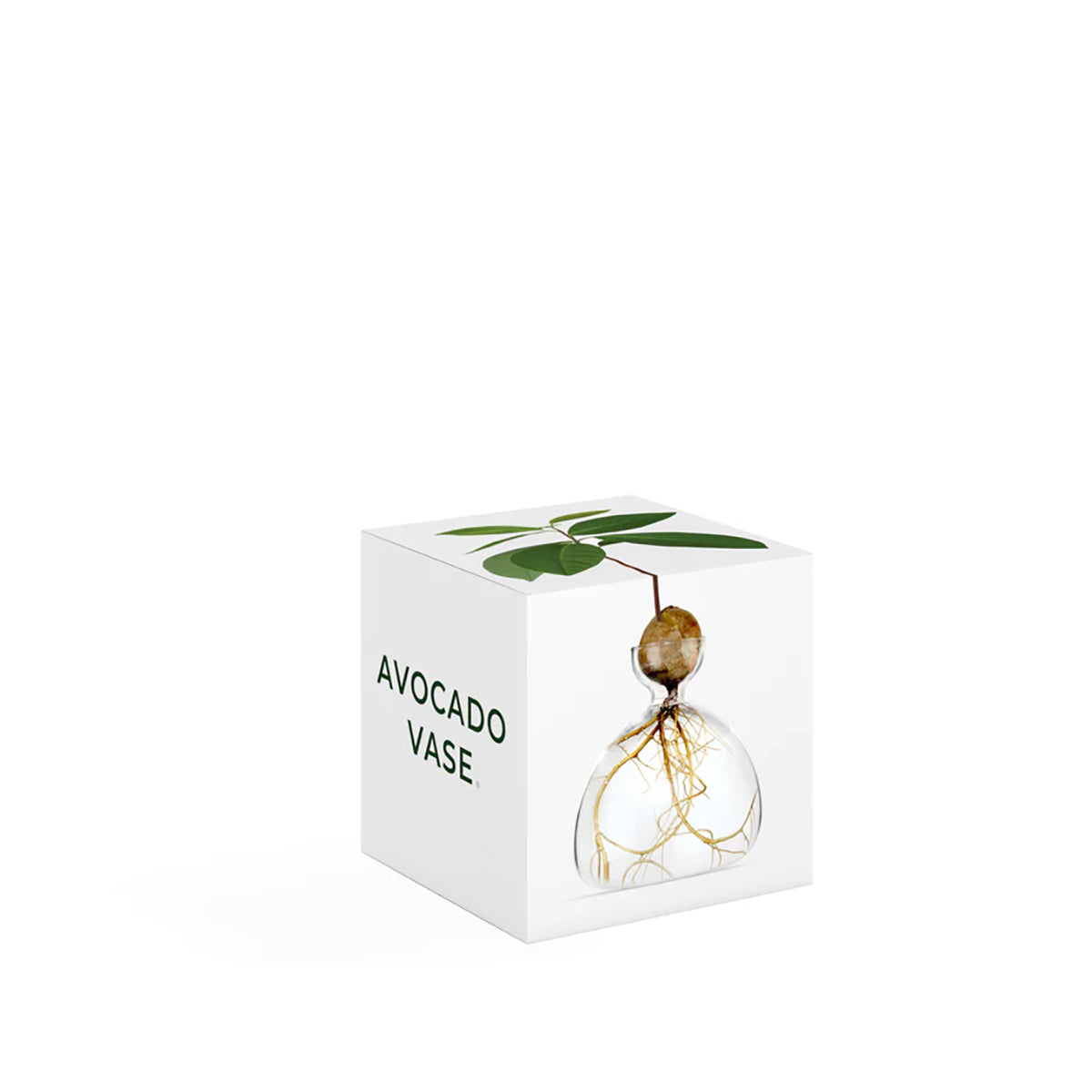 Avocado Vase Clear