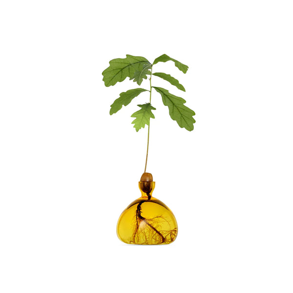 Acorn Vase Mellow Yellow