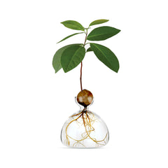 Avocado Vase Clear