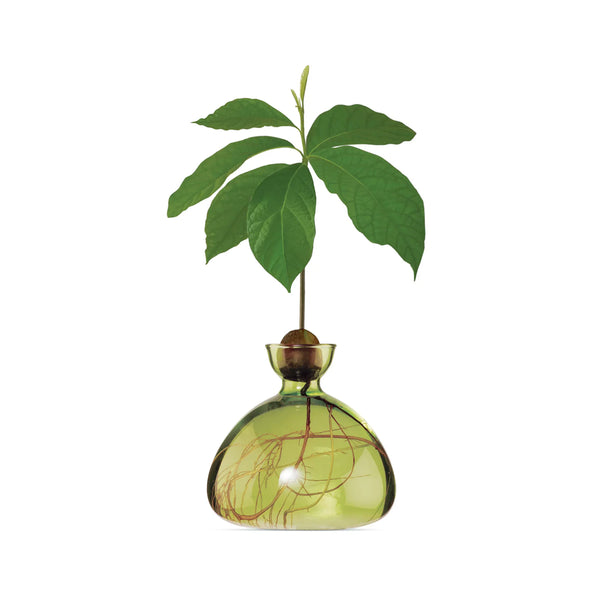 Avocado Vase Green Grass