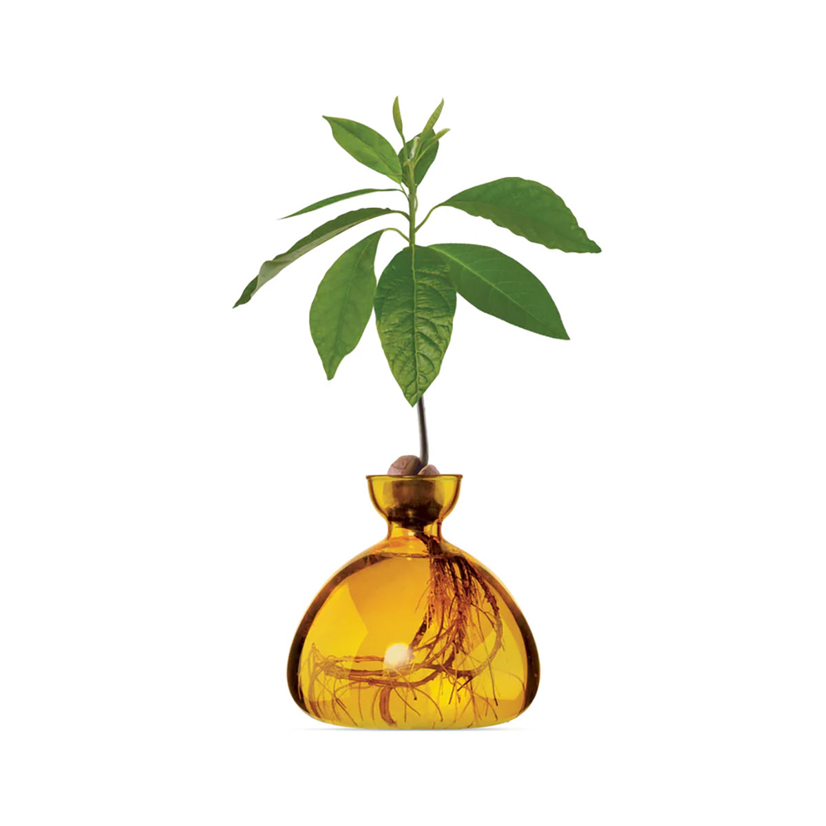 Avocado Vase Mellow Yellow