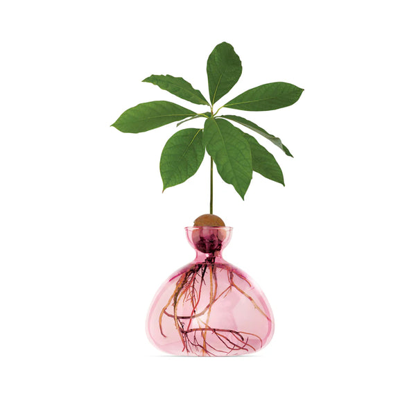 Avocado Vase Rose Pink